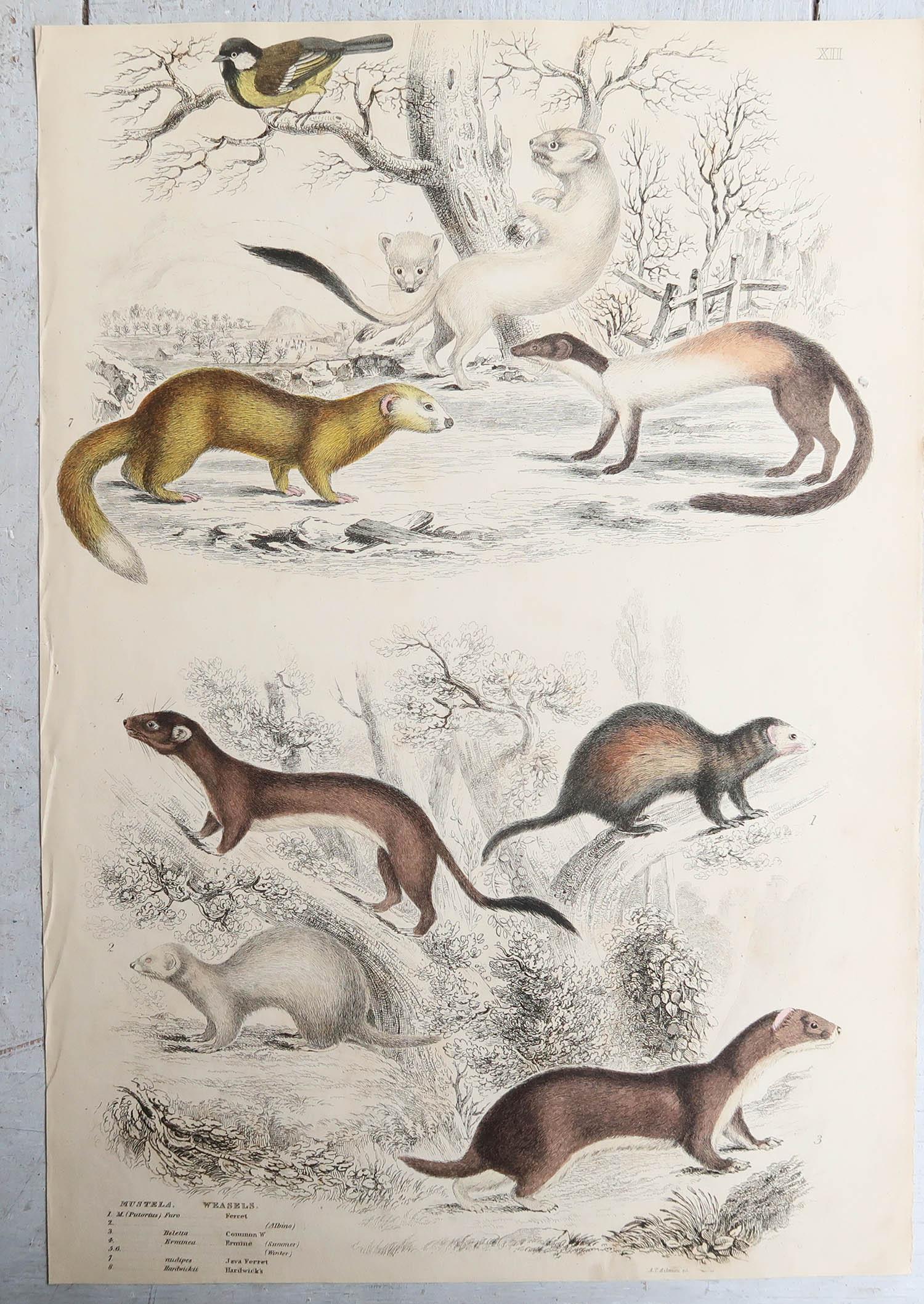 Other Set of 15 Large Original Antique Animal Prints, 1830s For Sale