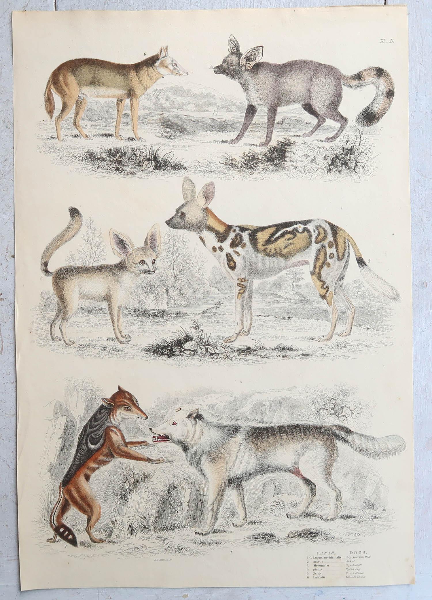Conjunto de 15 Grandes Grabados Antiguos Originales de Animales, Década de 1830 Otro en venta