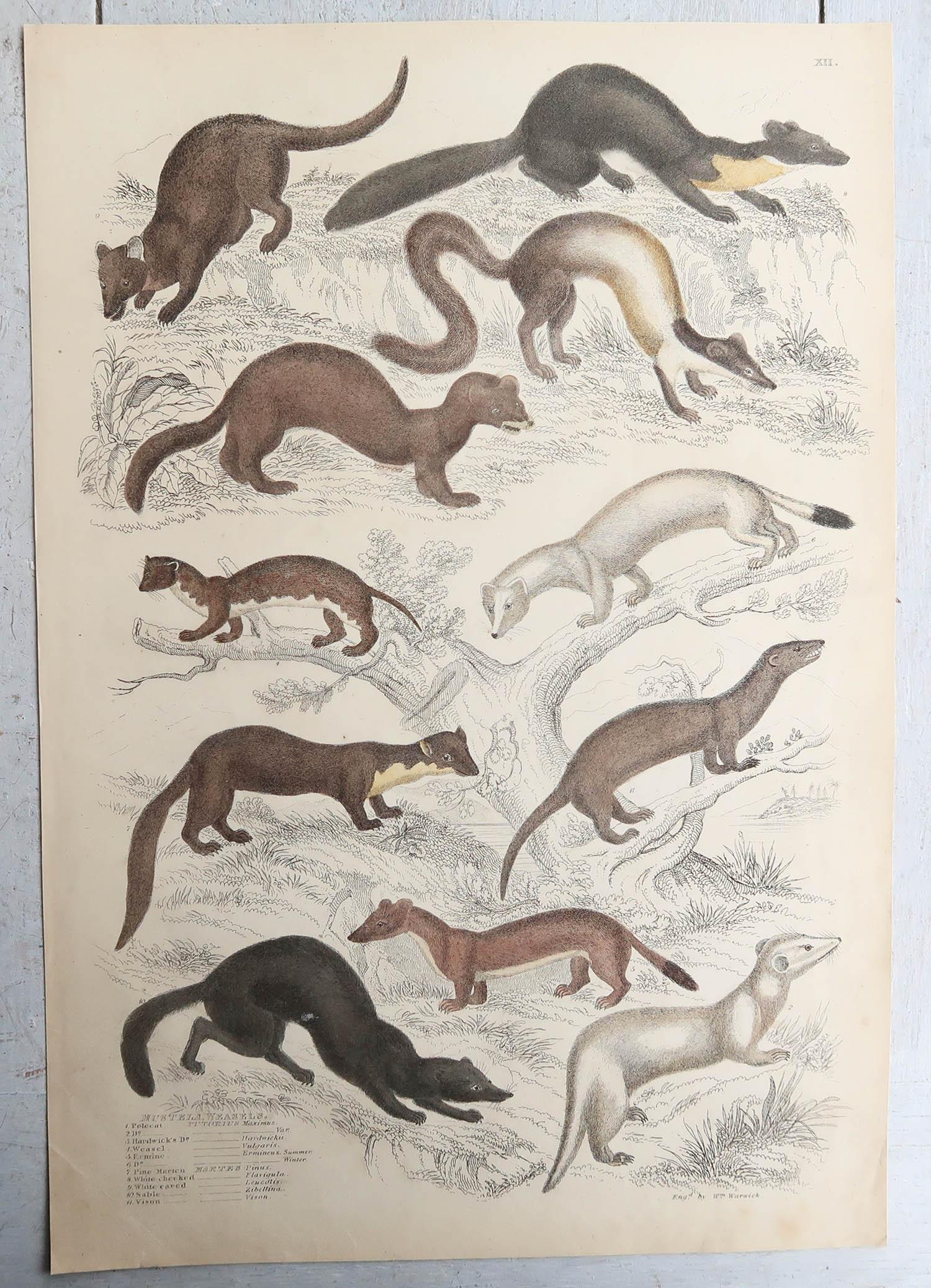 Set of 15 Large Original Antique Animal Prints, 1830s In Good Condition For Sale In St Annes, Lancashire