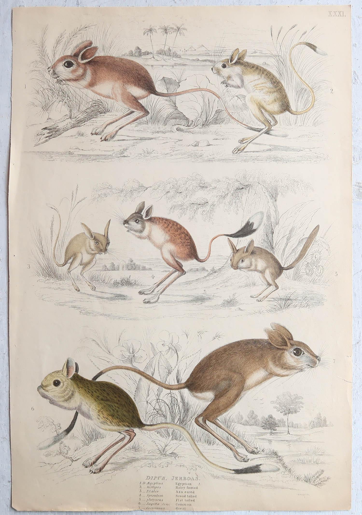 Conjunto de 15 Grandes Grabados Antiguos Originales de Animales, Década de 1830 en Bueno estado para la venta en St Annes, Lancashire