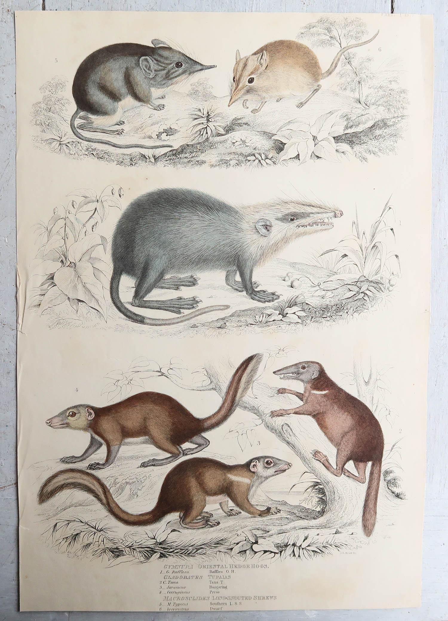 Mid-19th Century Set of 15 Large Original Antique Animal Prints, 1830s For Sale