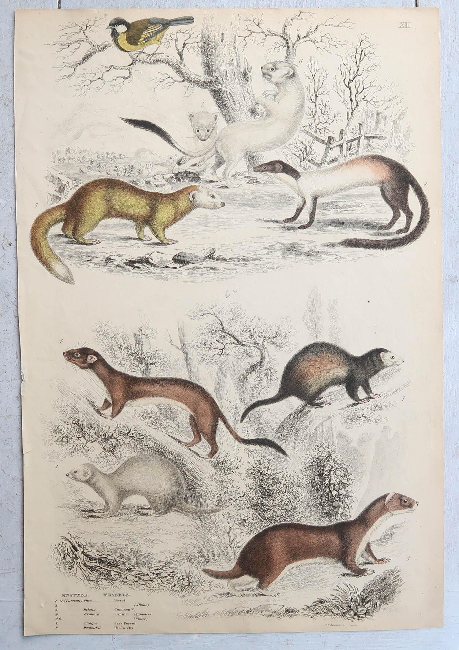 Conjunto de 15 Grandes Grabados Antiguos Originales de Animales, Década de 1830 Mediados del siglo XIX en venta