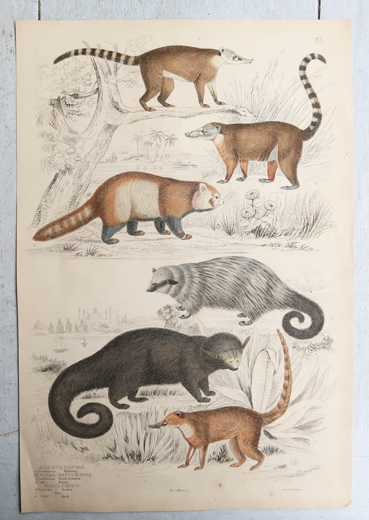 Paper Set of 15 Large Original Antique Animal Prints, 1830s For Sale