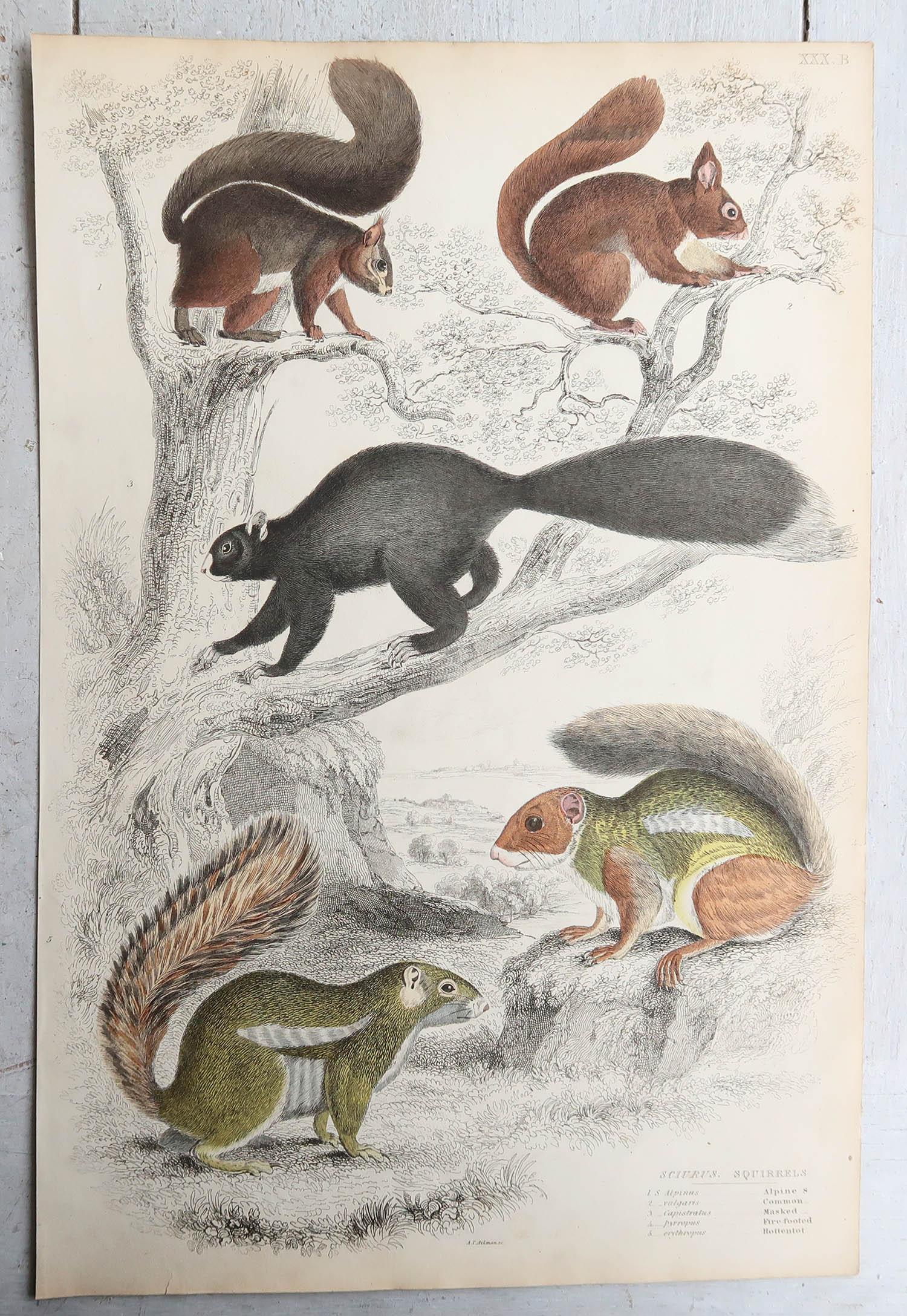 Set of 15 Large Original Antique Animal Prints, 1830s For Sale 1