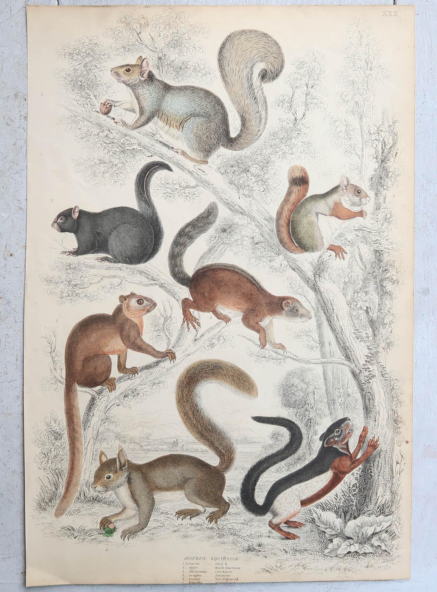 Conjunto de 15 Grandes Grabados Antiguos Originales de Animales, Década de 1830 en venta 1
