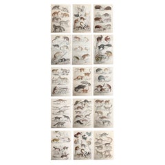 Set of 15 Large Original Antique Animal Prints, 1830s