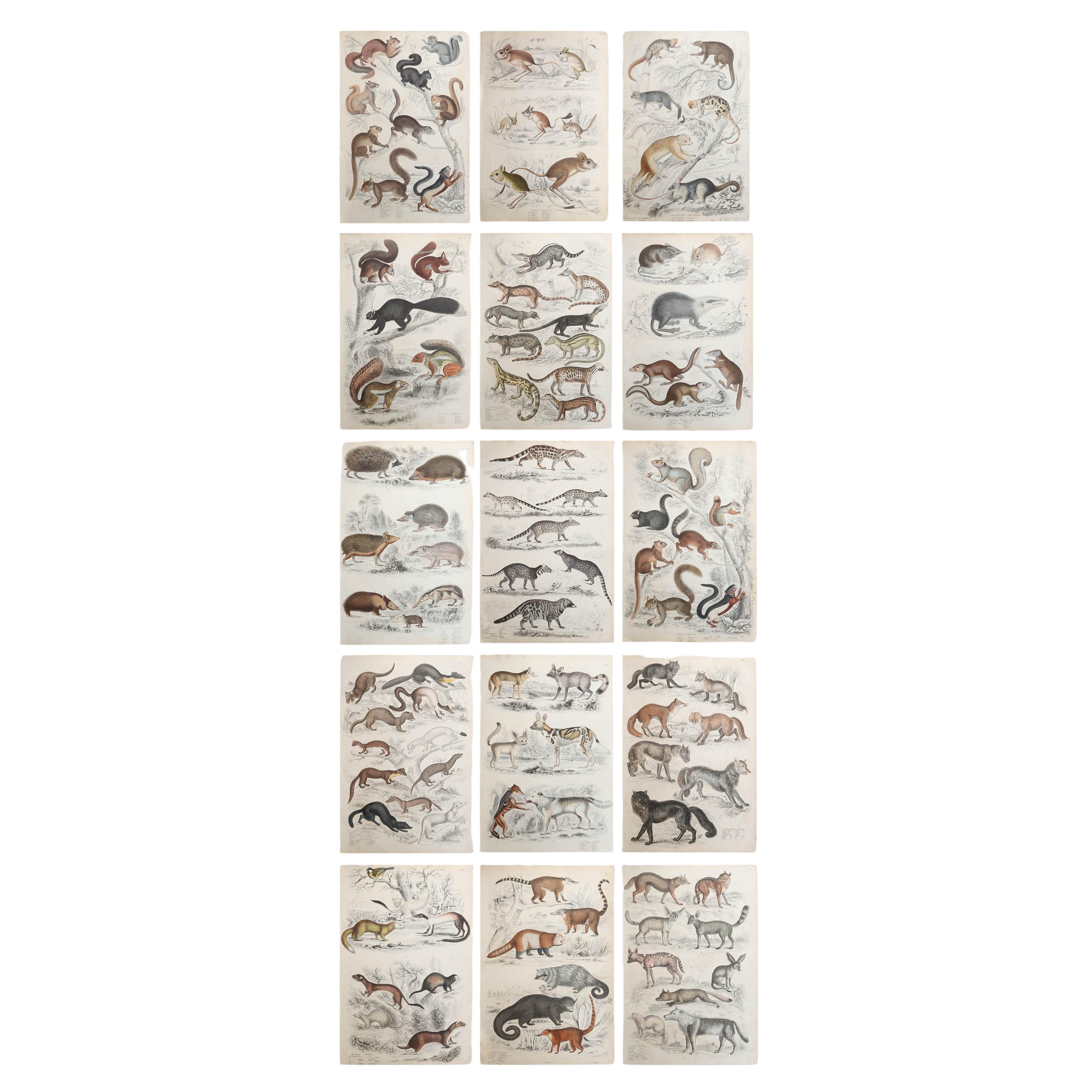 Conjunto de 15 Grandes Grabados Antiguos Originales de Animales, Década de 1830
