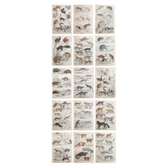 Set di 15 grandi stampe originali di animali antichi, anni '30 del XIX secolo