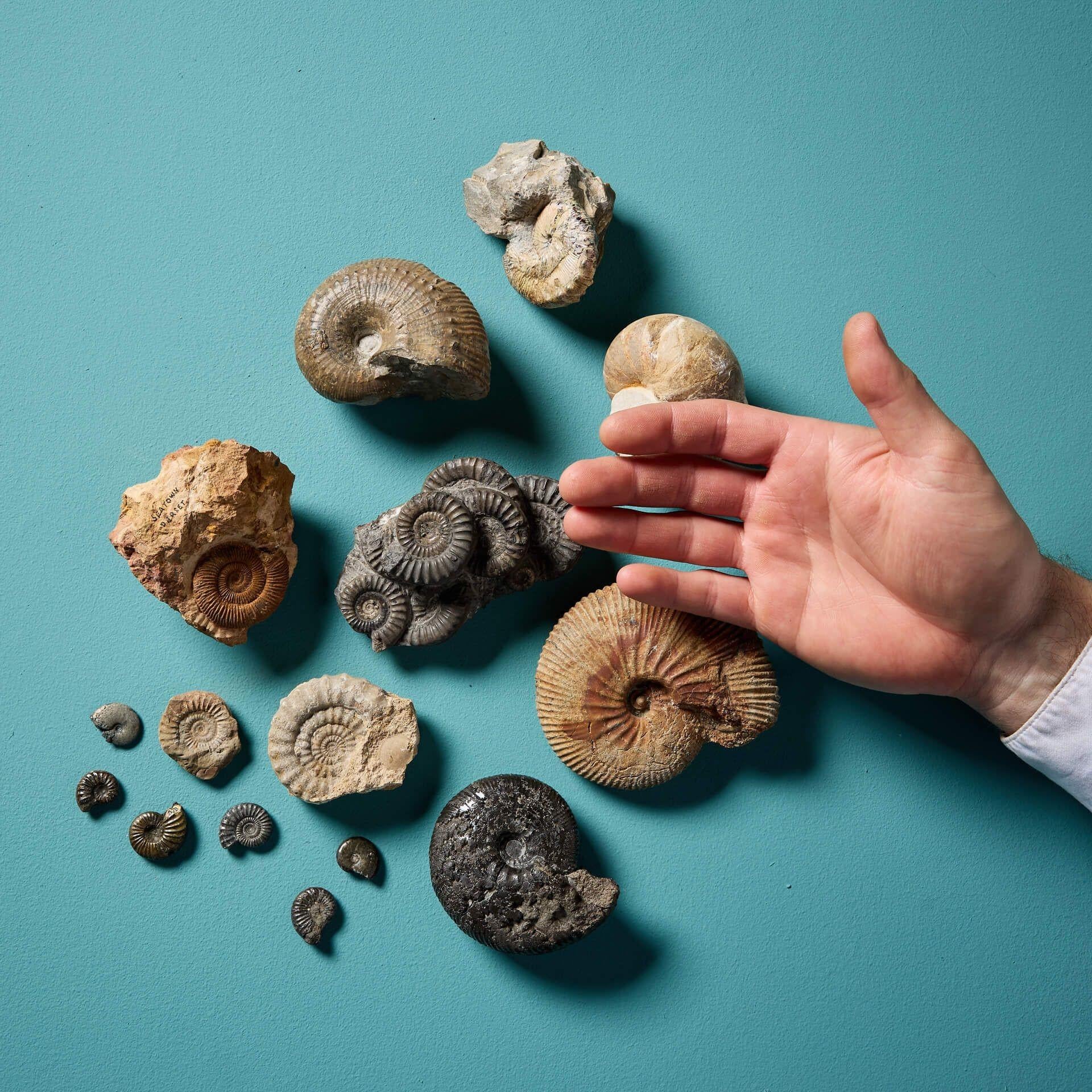 A varied collection of fifteen natural, prehistoric ammonite fossil specimens of varying shapes and sizes – ranging from 10.5 cm (4.13 in) wide to 2 cm wide (0.79 in). Ex. private collection of David Thomas Turner (1945-2023).

Excellent collector’s