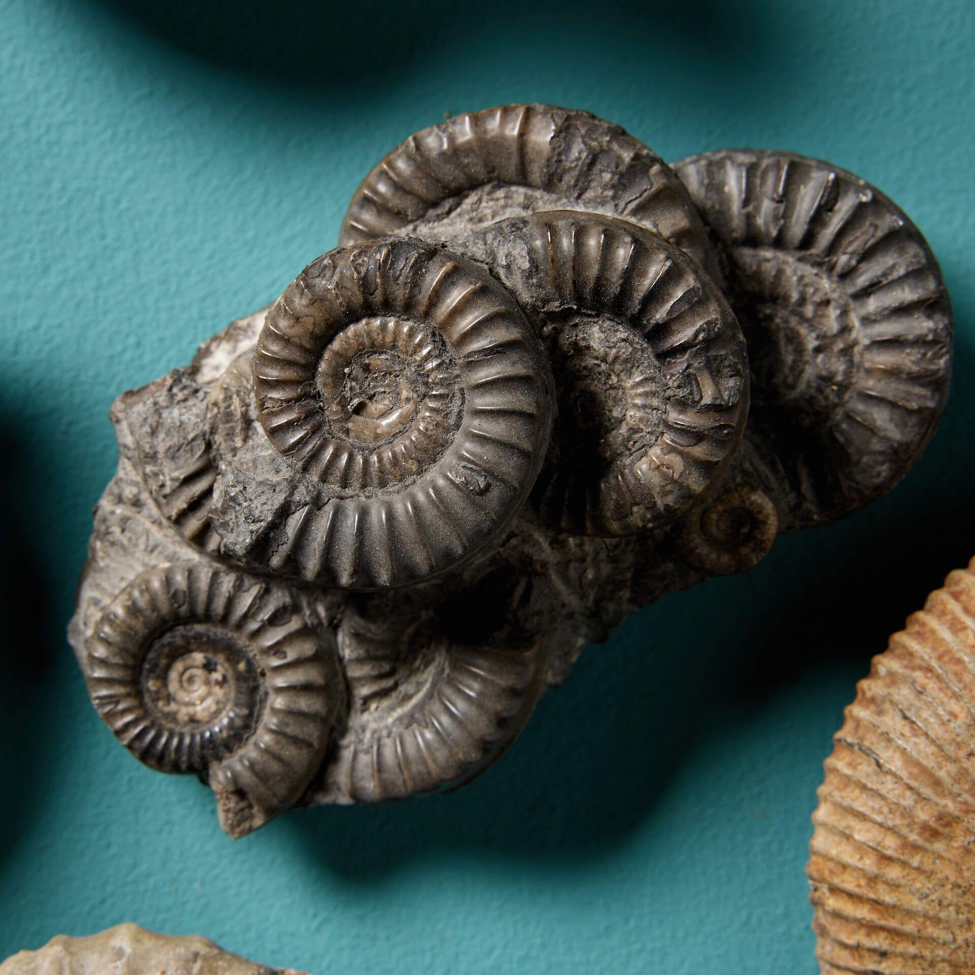 English Set of 15 Natural Prehistoric Ammonite Fossil Specimens For Sale
