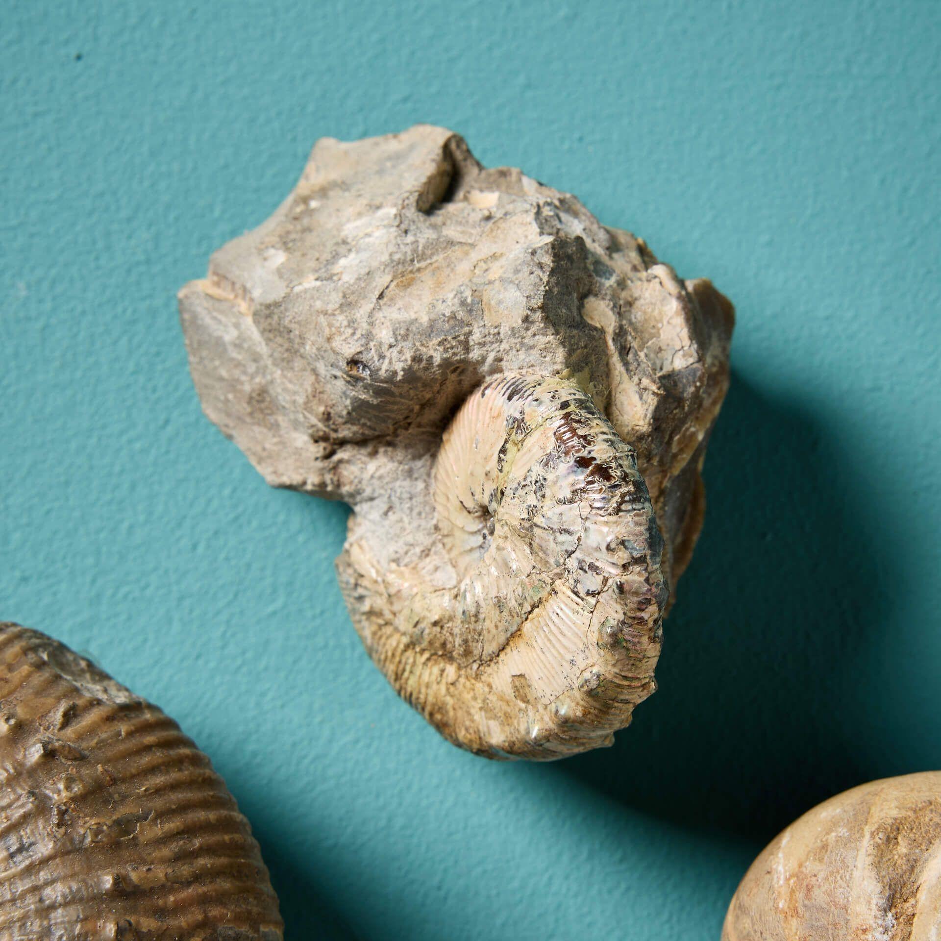 Set of 15 Natural Prehistoric Ammonite Fossil Specimens In Fair Condition For Sale In Wormelow, Herefordshire