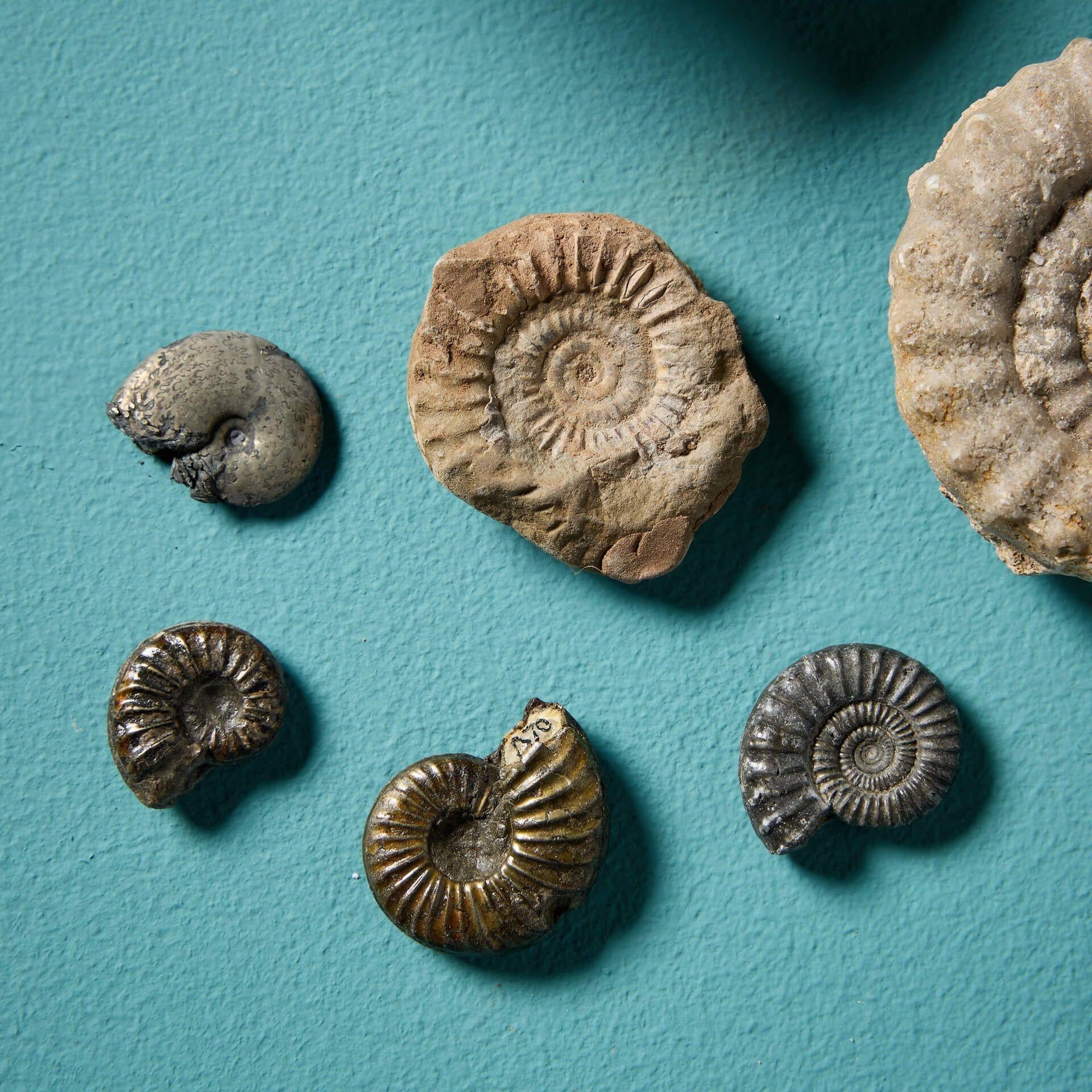18th Century and Earlier Set of 15 Natural Prehistoric Ammonite Fossil Specimens For Sale