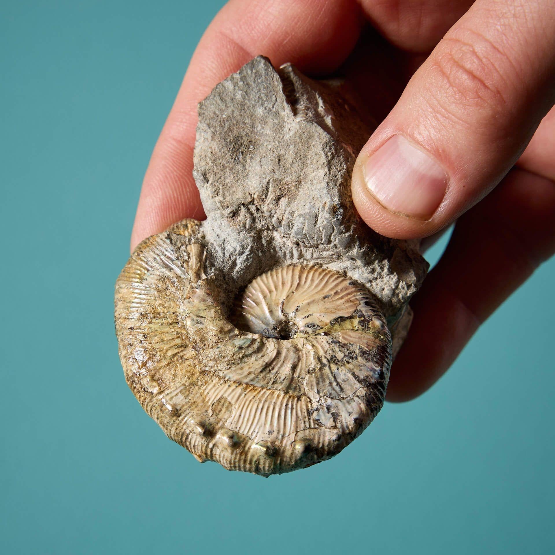 Natural Fiber Set of 15 Natural Prehistoric Ammonite Fossil Specimens For Sale