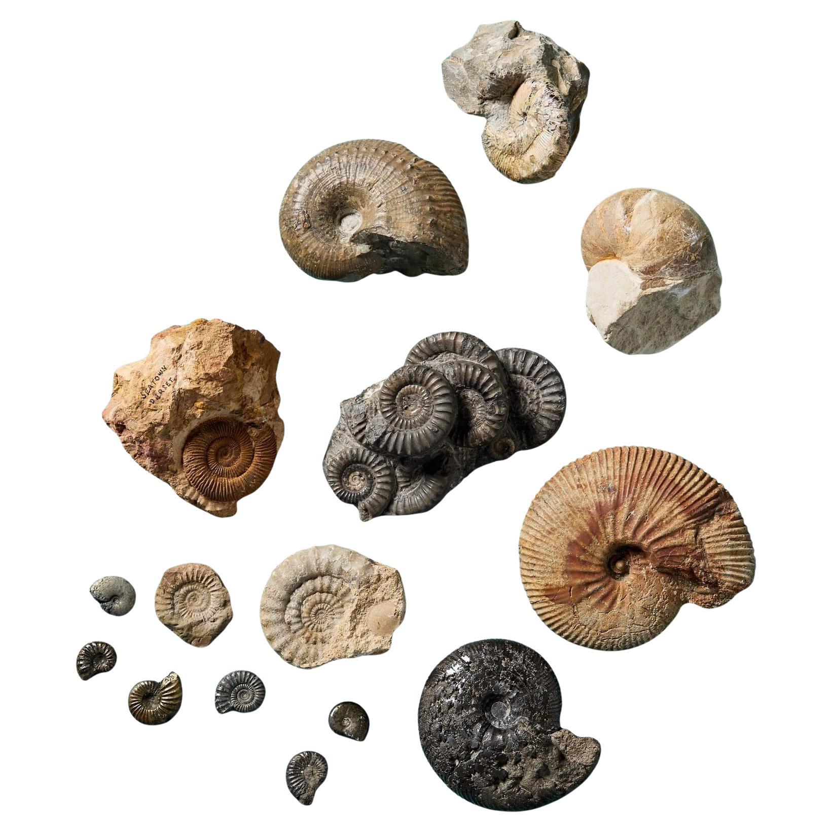 Set of 15 Natural Prehistoric Ammonite Fossil Specimens