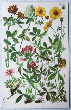 Set of 15 Original Antique Botanical Prints. C.1920