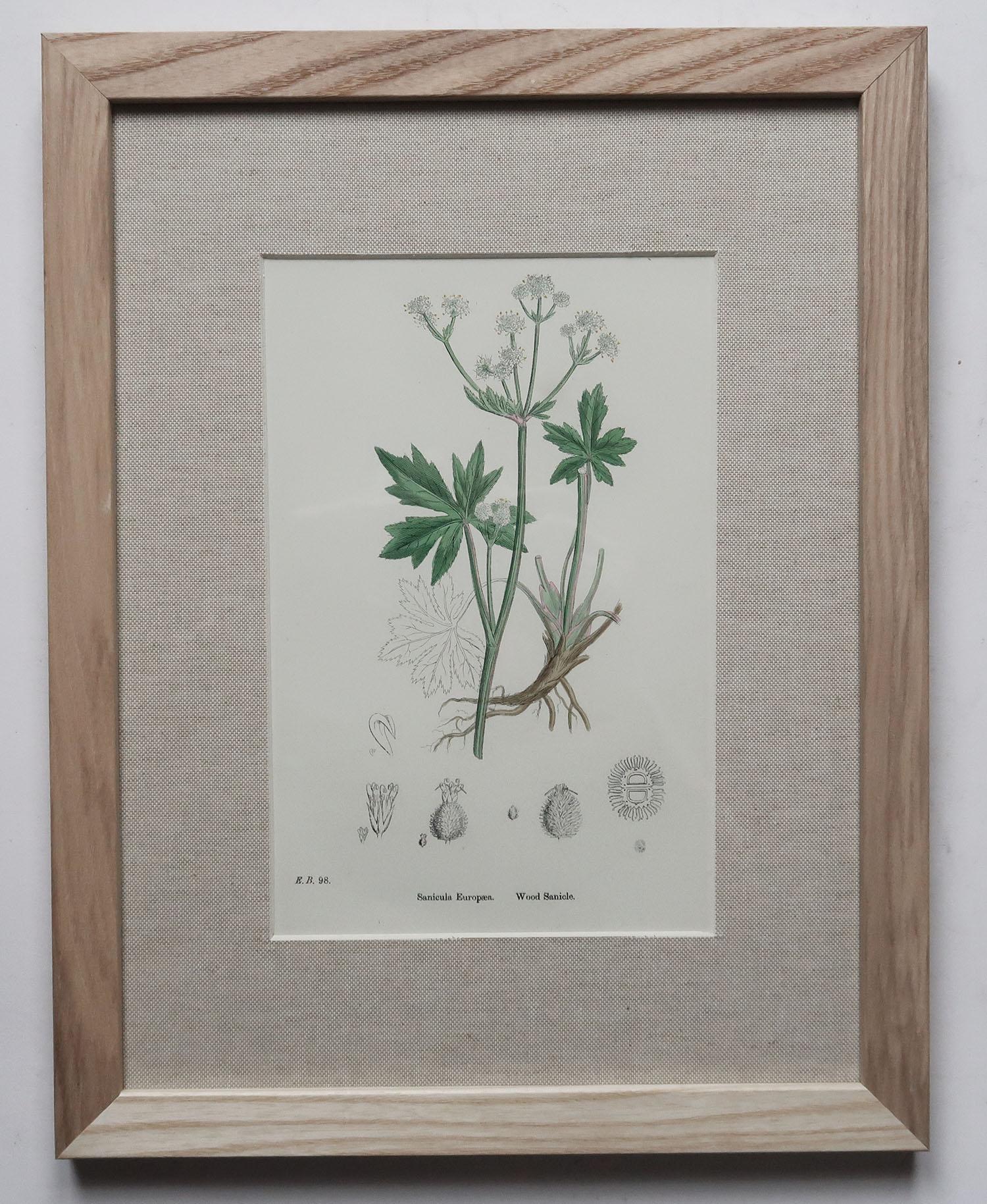Set of 15 Original Antique Botanical Prints in Ash Frames, C.1850 4