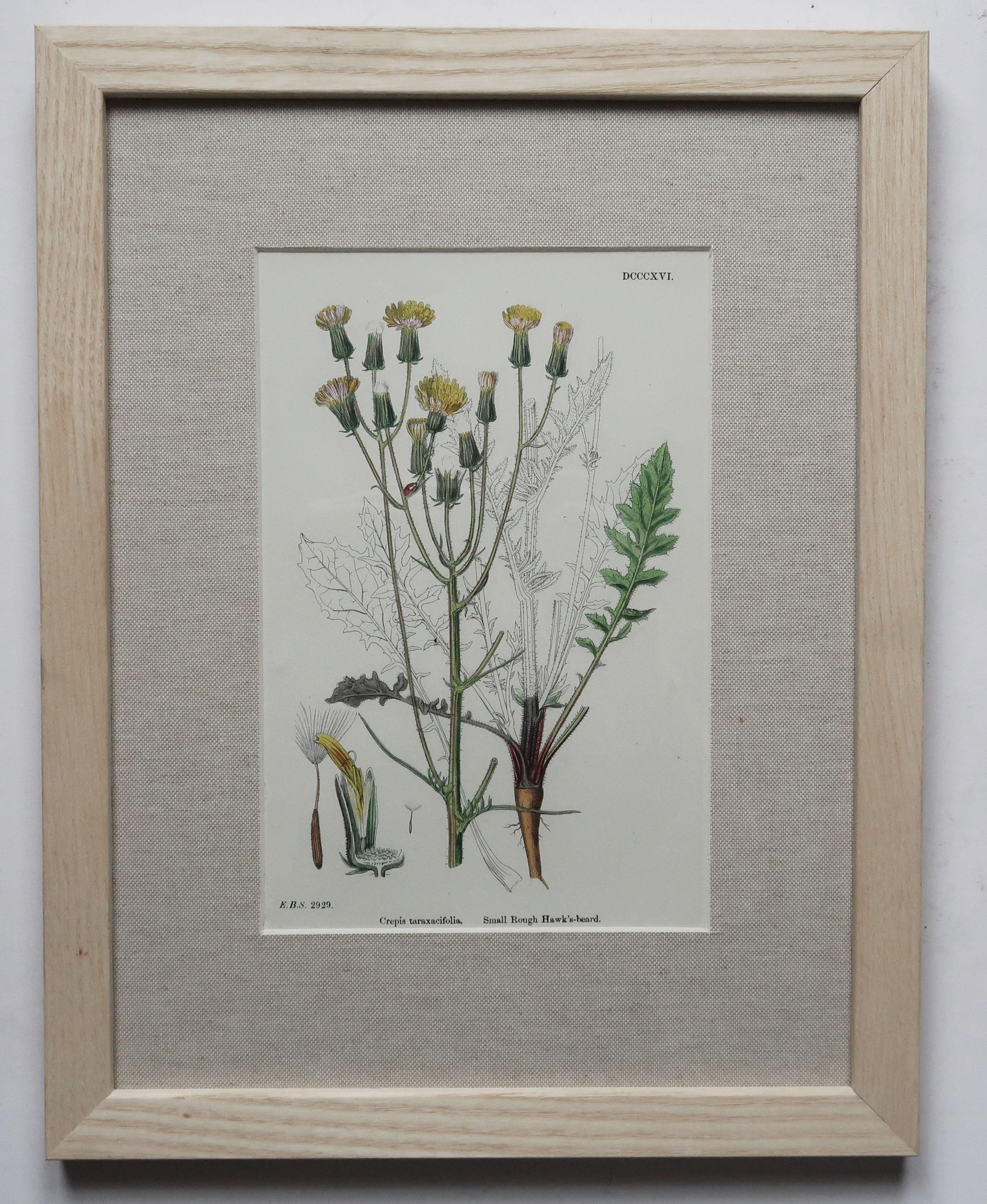 Set of 15 Original Antique Botanical Prints in Ash Frames, C.1850 5