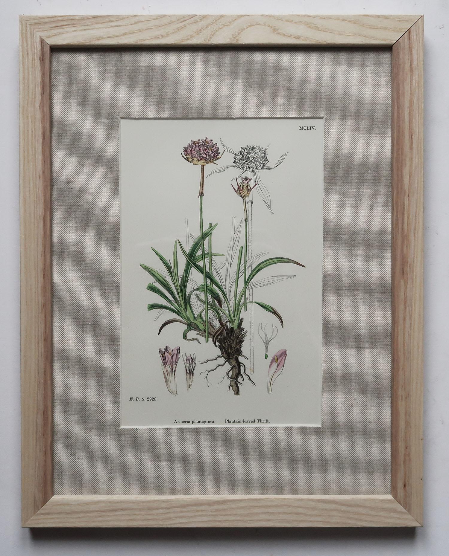 Set of 15 Original Antique Botanical Prints in Ash Frames, C.1850 8