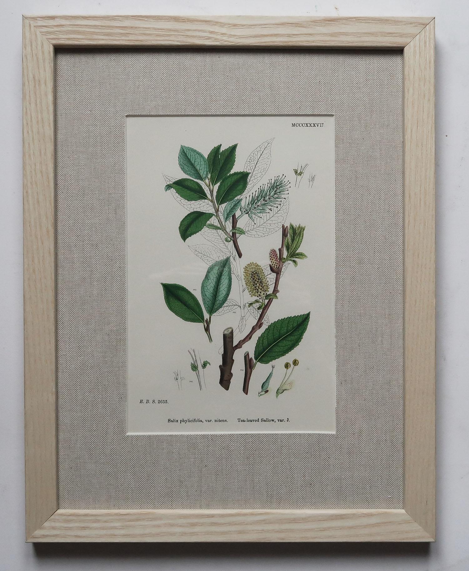 English Set of 15 Original Antique Botanical Prints in Ash Frames, C.1850