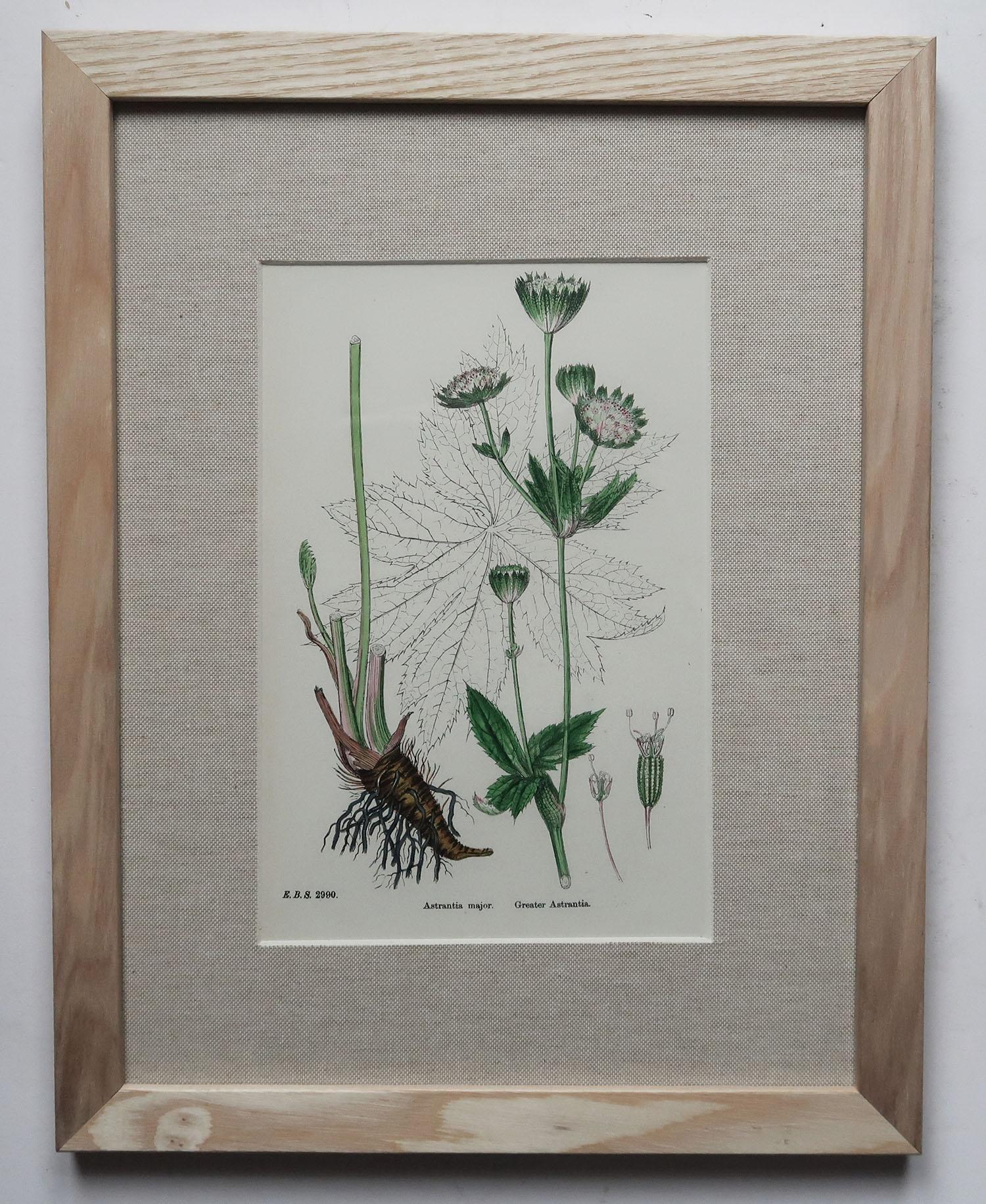Faux Bamboo Set of 15 Original Antique Botanical Prints in Ash Frames, C.1850