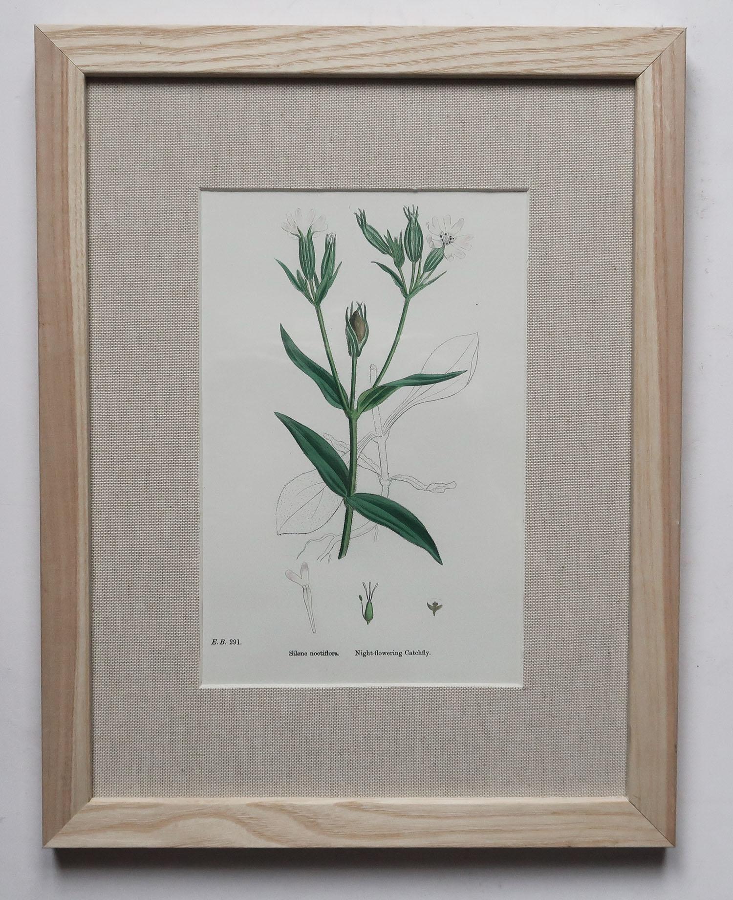 Set of 15 Original Antique Botanical Prints in Ash Frames, C.1850 1