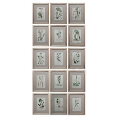 Set of 15 Original Antique Botanical Prints in Ash Frames, C.1850