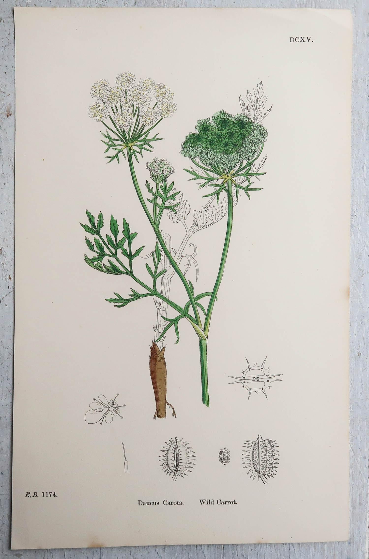 Set of 15 Original Antique Botanical Prints - Vegetables. Circa 1850 2