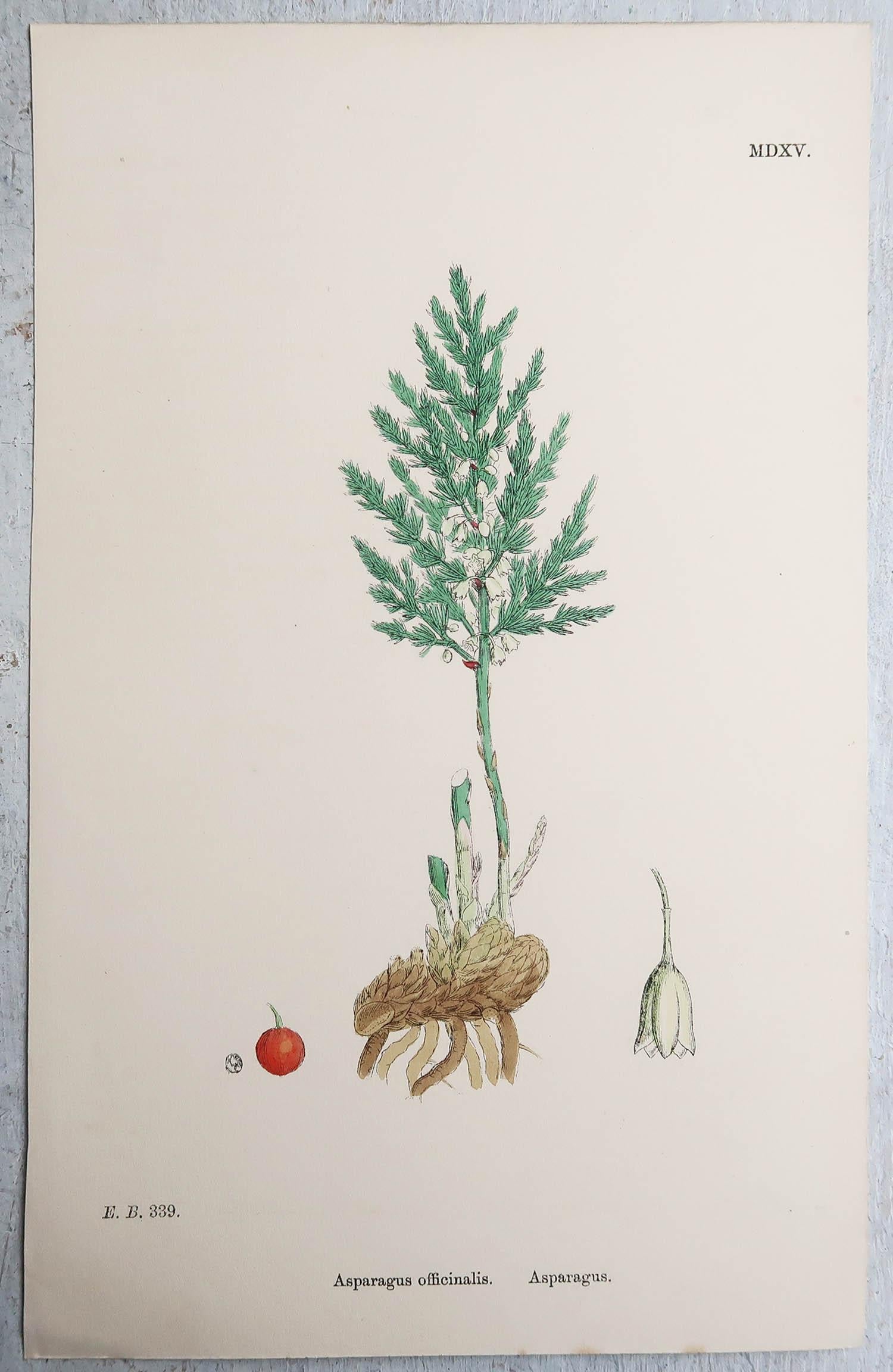 Set of 15 Original Antique Botanical Prints - Vegetables. Circa 1850 3