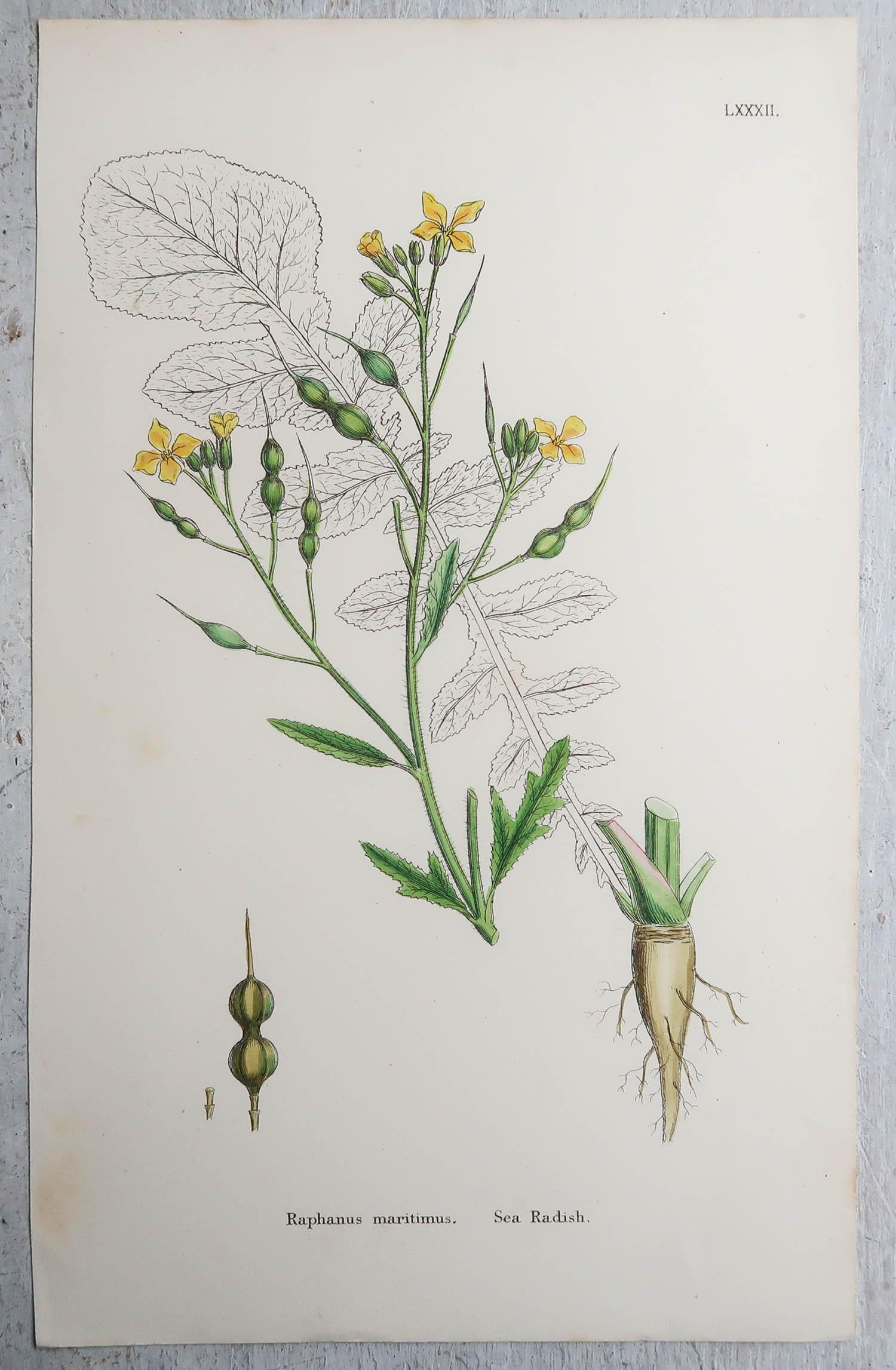 Set of 15 Original Antique Botanical Prints - Vegetables. Circa 1850 4