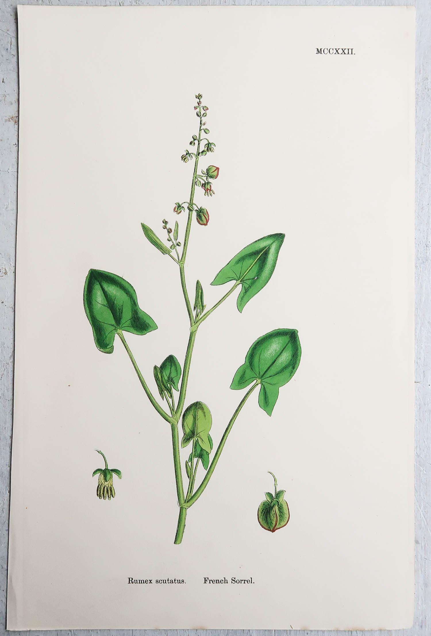 Set of 15 Original Antique Botanical Prints - Vegetables. Circa 1850 8