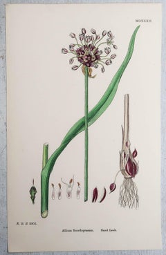 Set of 15 Original Antique Botanical Prints - Vegetables. Circa 1850