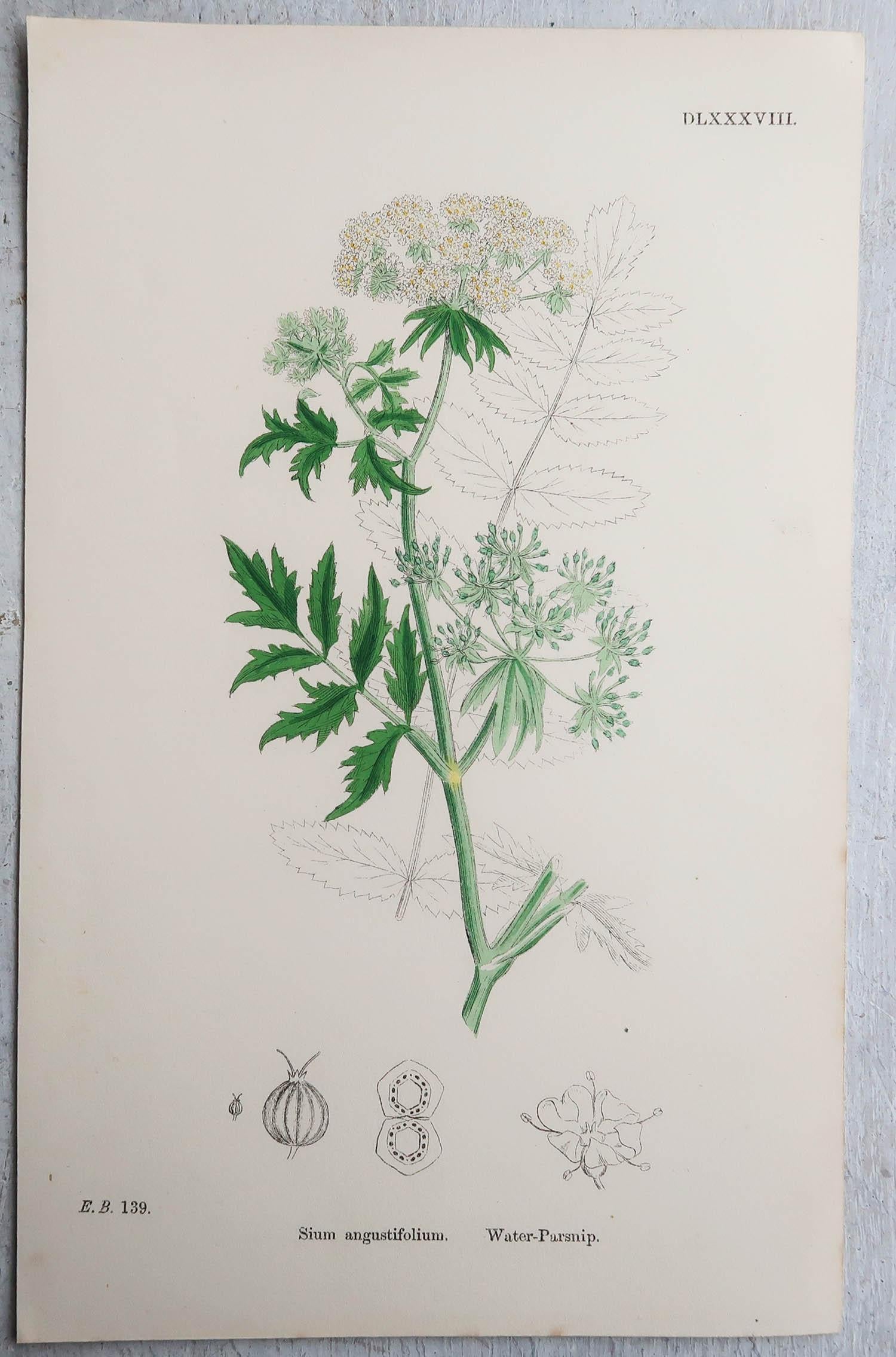 Early Victorian Set of 15 Original Antique Botanical Prints - Vegetables. Circa 1850