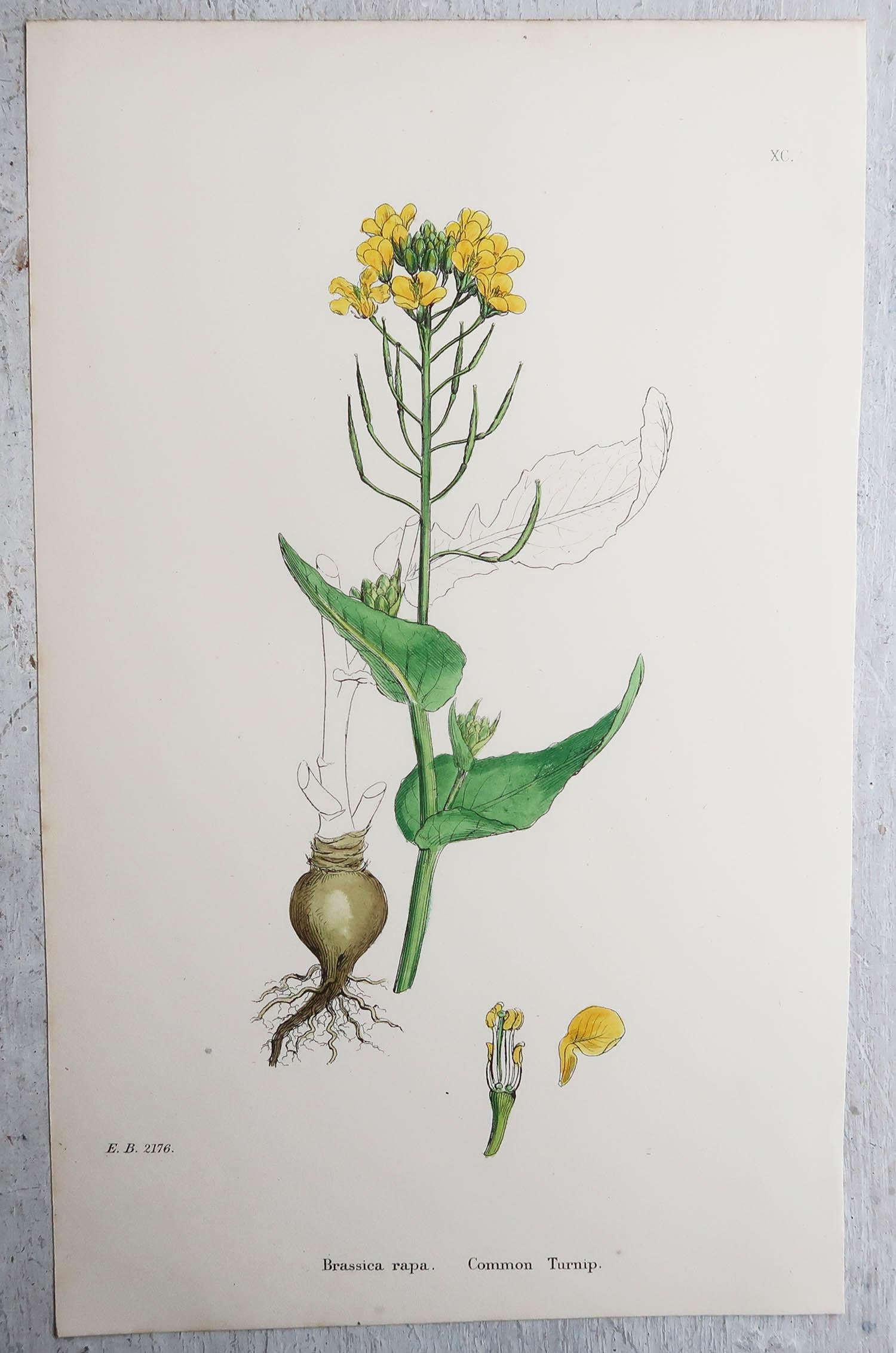 English Set of 15 Original Antique Botanical Prints - Vegetables. Circa 1850