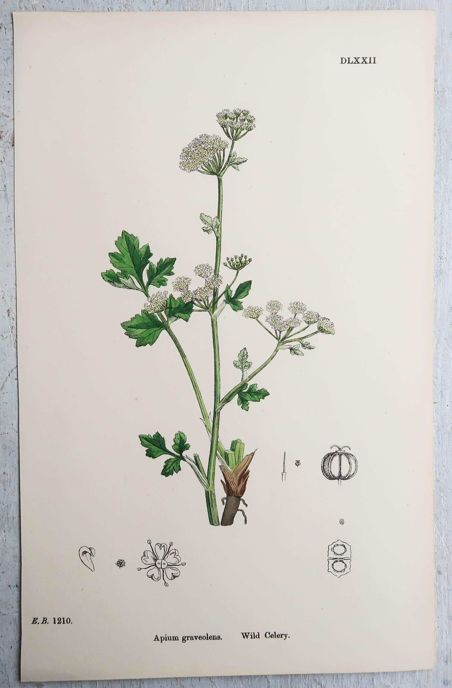 Other Set of 15 Original Antique Botanical Prints - Vegetables. Circa 1850