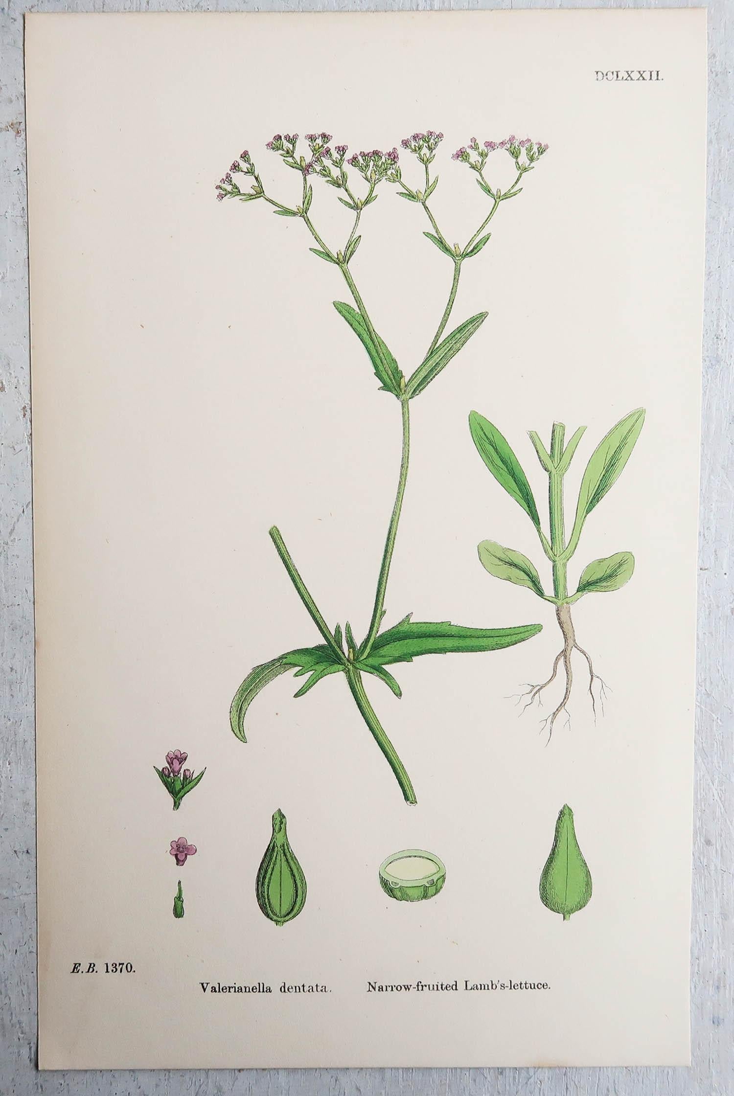 Mid-19th Century Set of 15 Original Antique Botanical Prints - Vegetables. Circa 1850