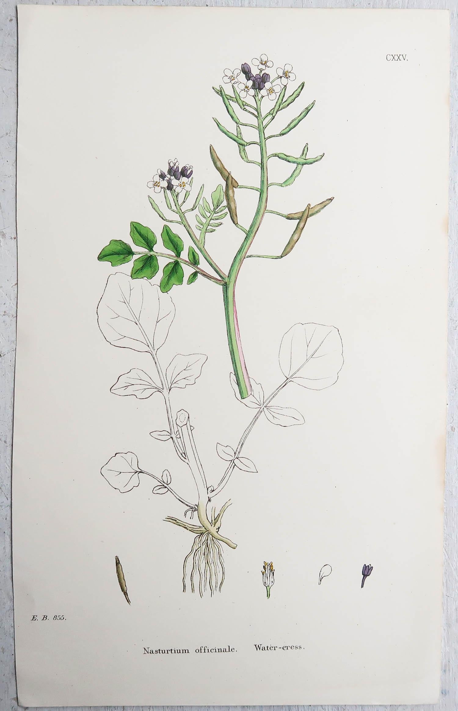 Paper Set of 15 Original Antique Botanical Prints - Vegetables. Circa 1850