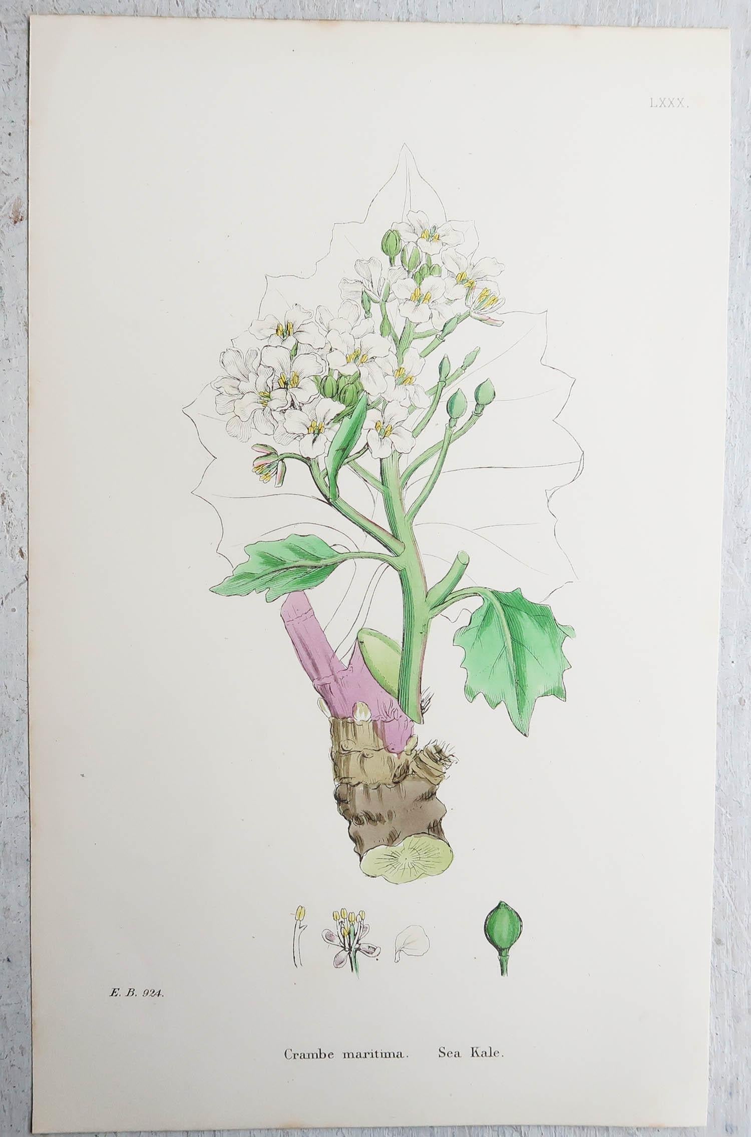 Set of 15 Original Antique Botanical Prints - Vegetables. Circa 1850 1