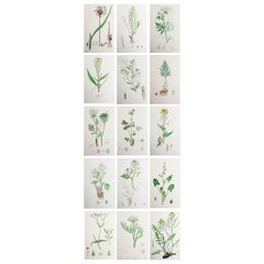 Set of 15 Original Antique Botanical Prints - Vegetables. Circa 1850