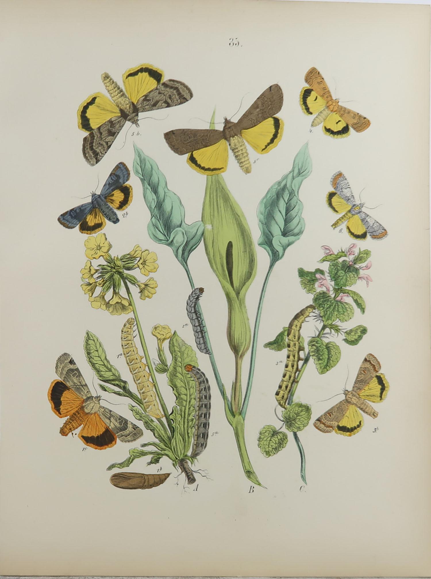 Set of 15 Original Antique Prints of Butterflies, circa 1880 2