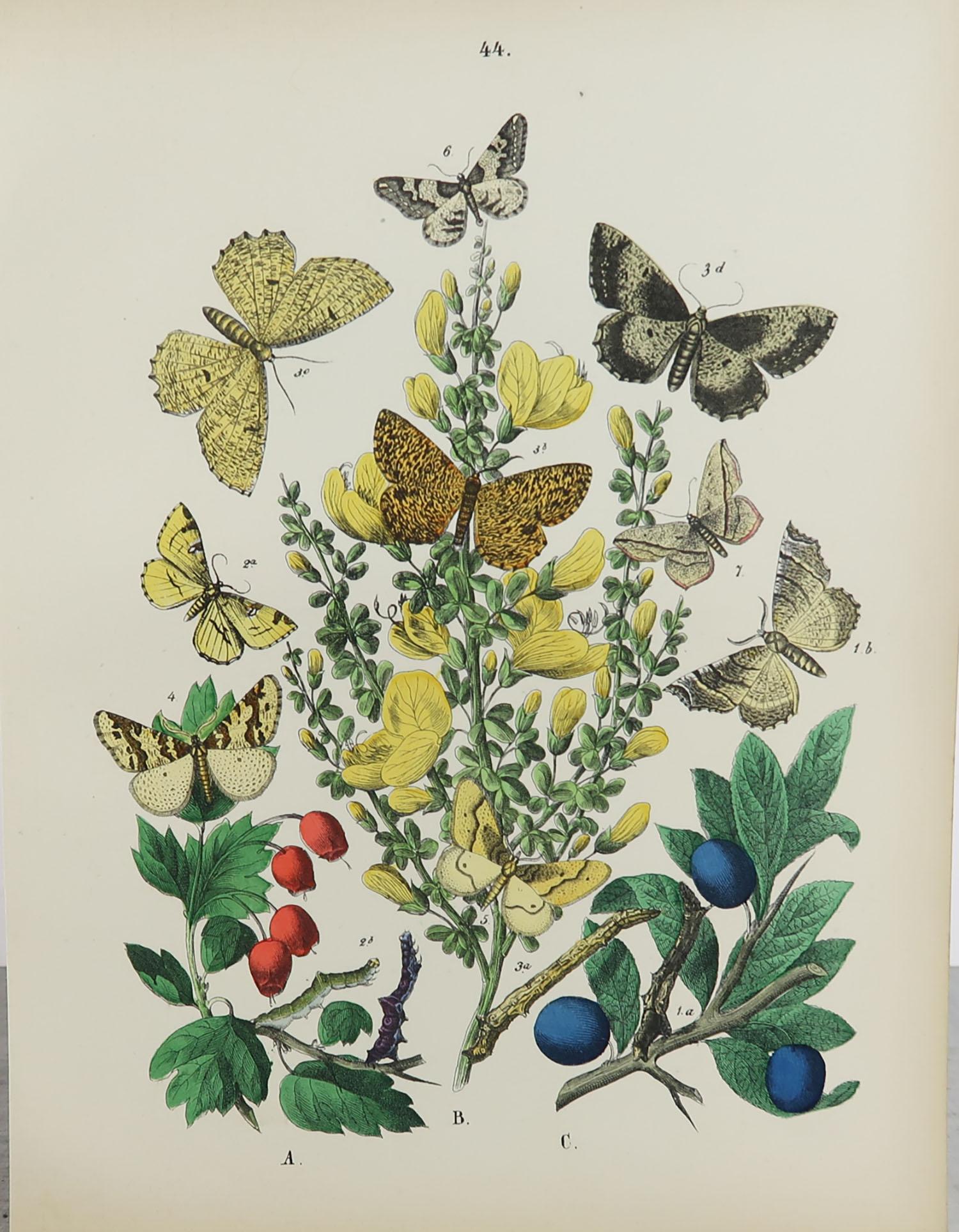 Set of 15 Original Antique Prints of Butterflies, circa 1880 3