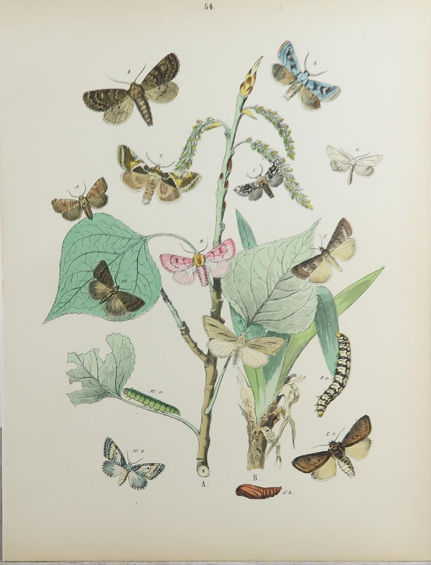 Set of 15 Original Antique Prints of Butterflies, circa 1880 4
