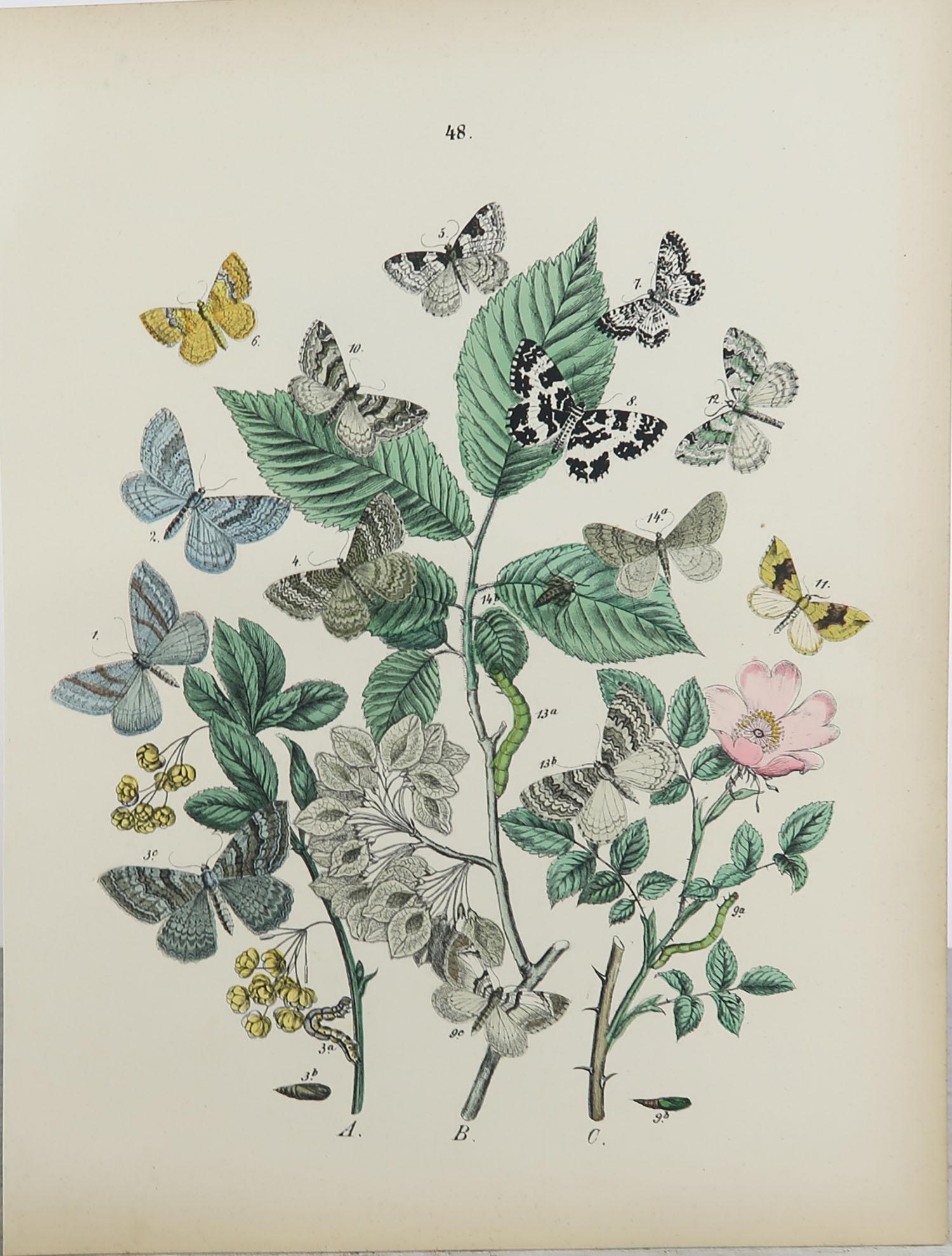 Set of 15 Original Antique Prints of Butterflies, circa 1880 5