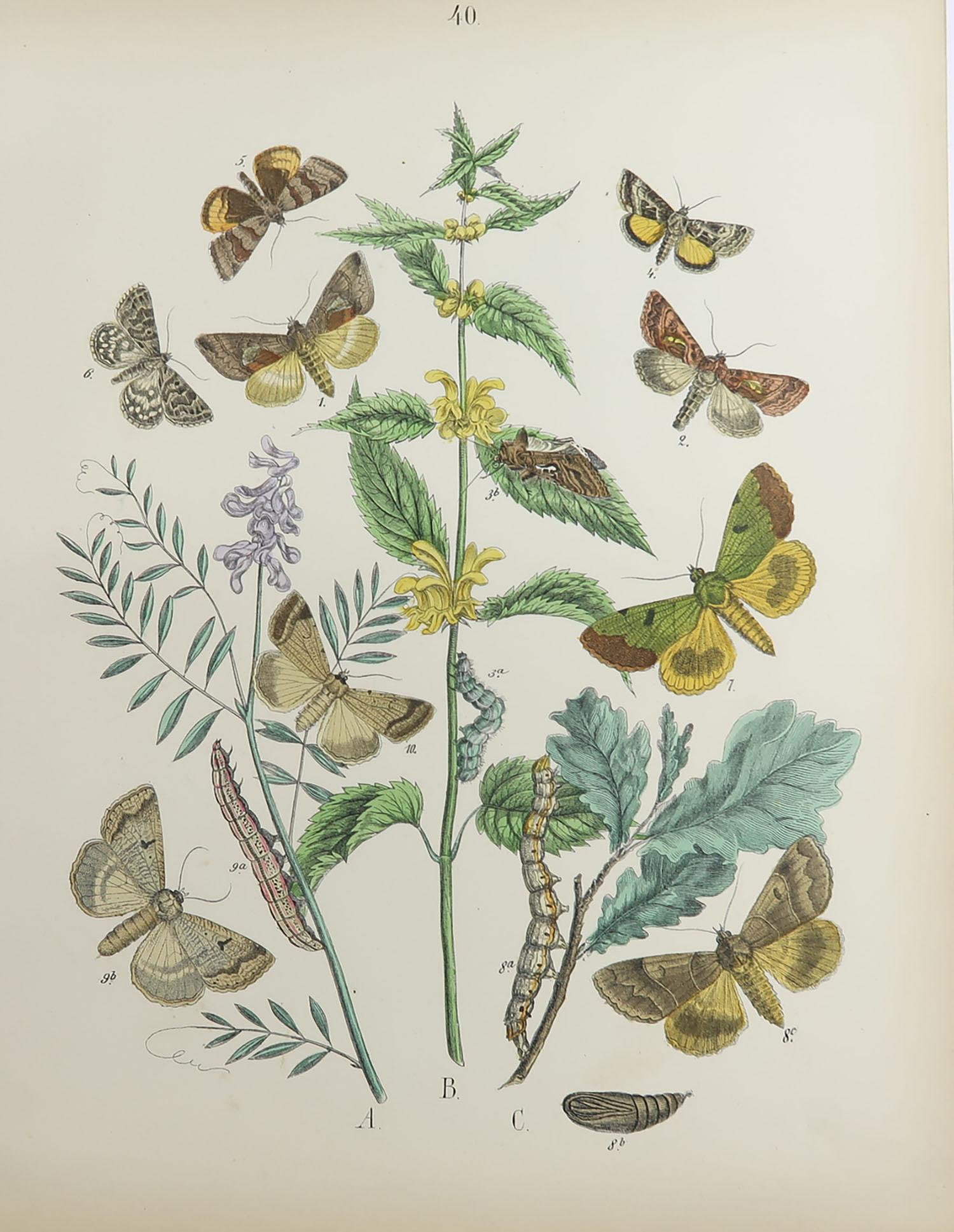 Set of 15 Original Antique Prints of Butterflies, circa 1880 6