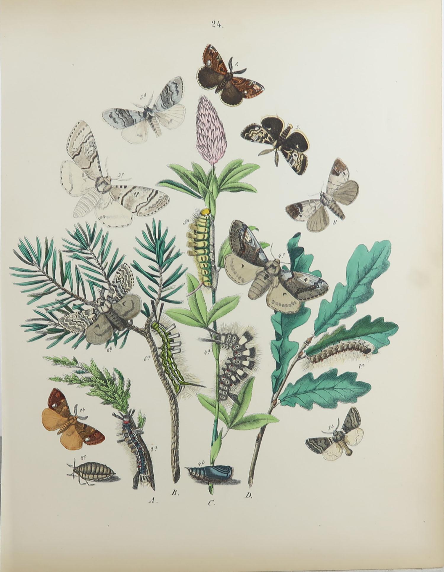 Set of 15 Original Antique Prints of Butterflies, circa 1880 7