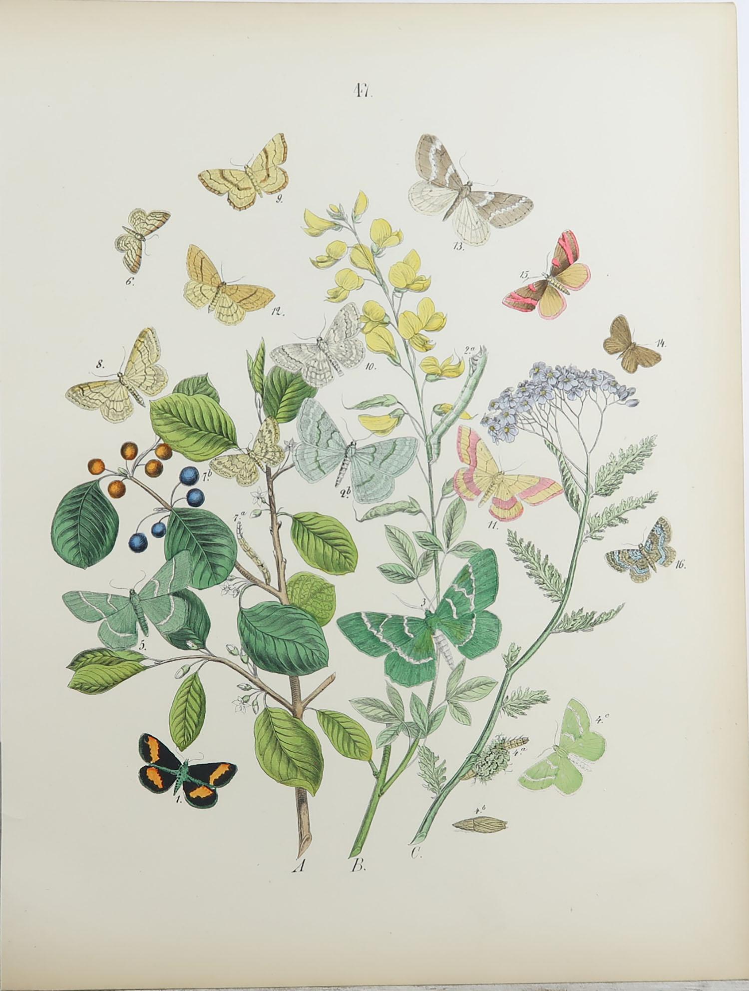 Set of 15 Original Antique Prints of Butterflies, circa 1880 8