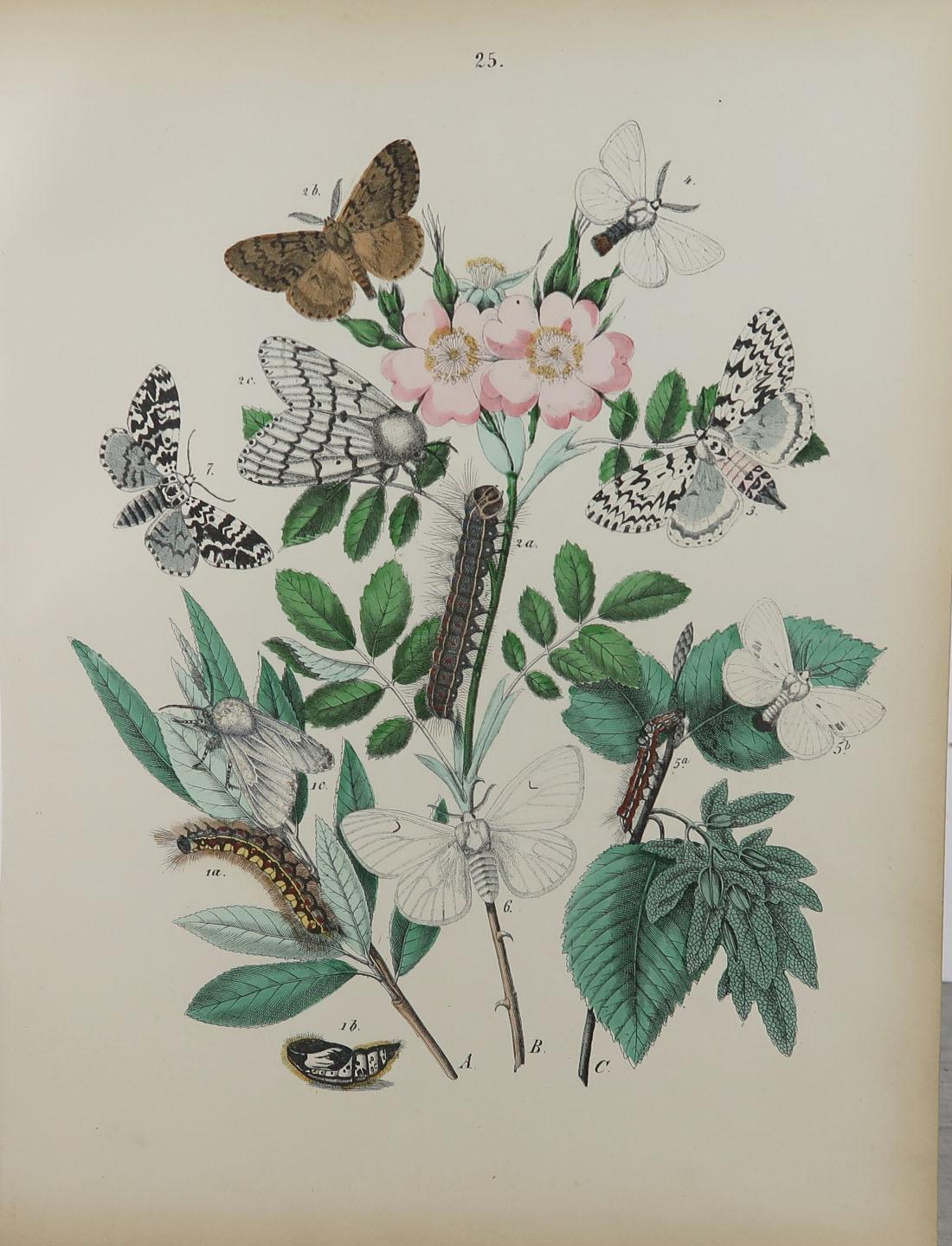 Victorian Set of 15 Original Antique Prints of Butterflies, circa 1880
