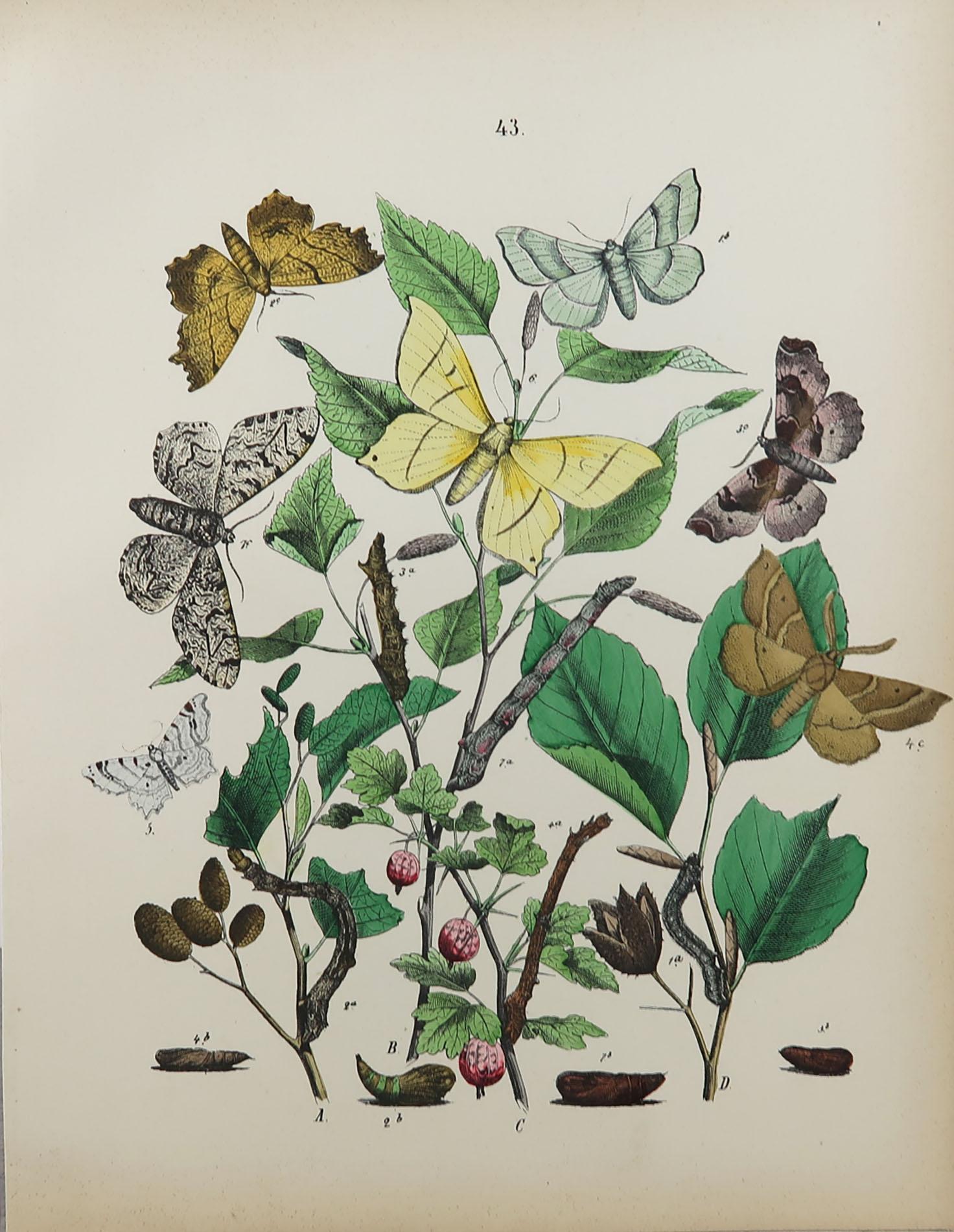 English Set of 15 Original Antique Prints of Butterflies, circa 1880