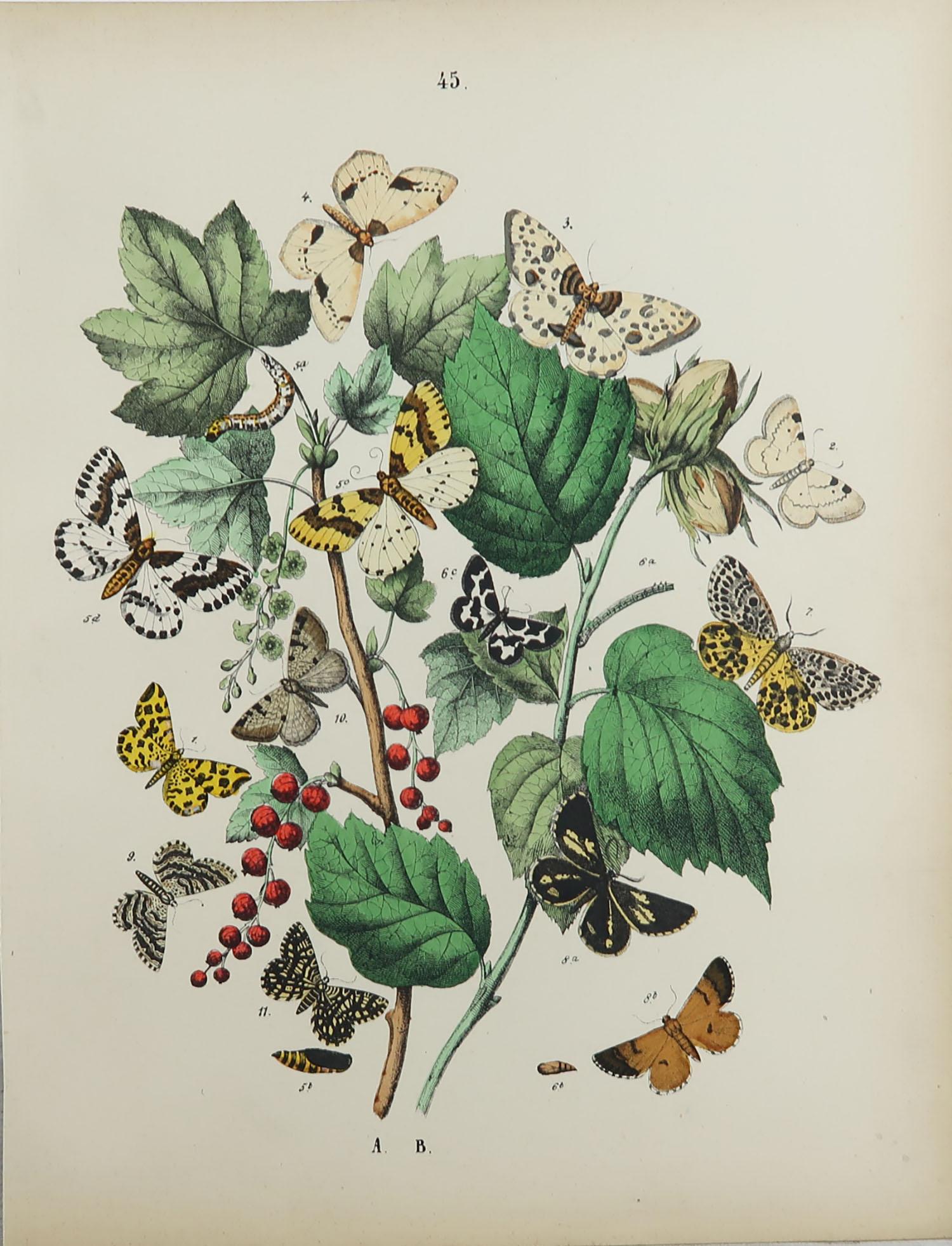 Other Set of 15 Original Antique Prints of Butterflies, circa 1880
