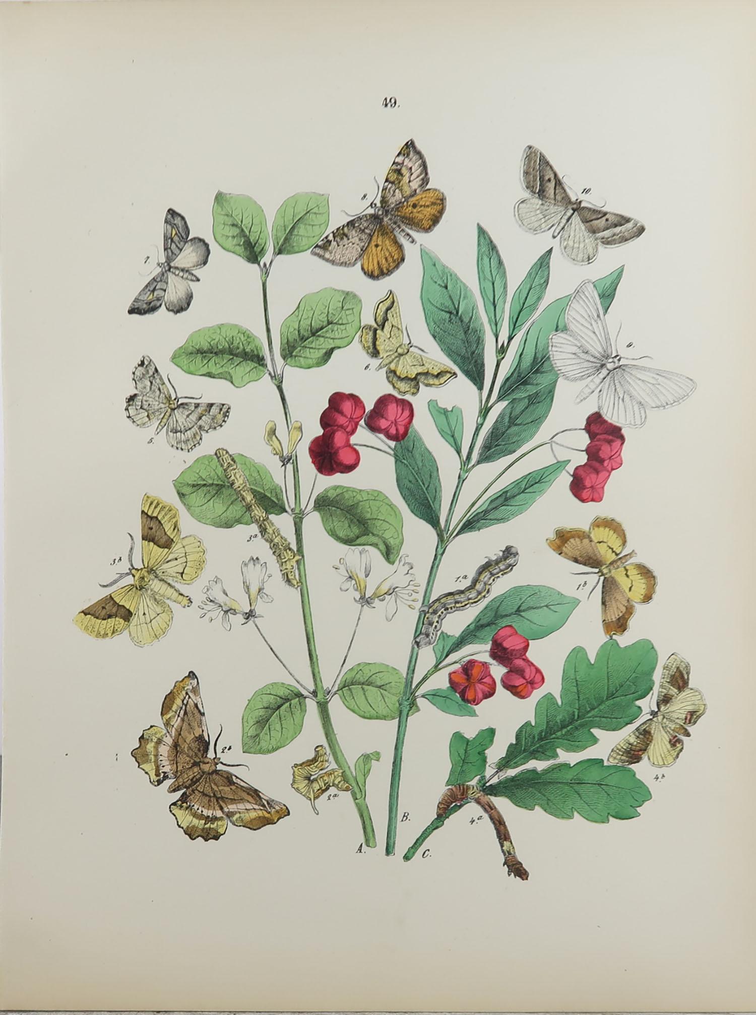 Late 19th Century Set of 15 Original Antique Prints of Butterflies, circa 1880