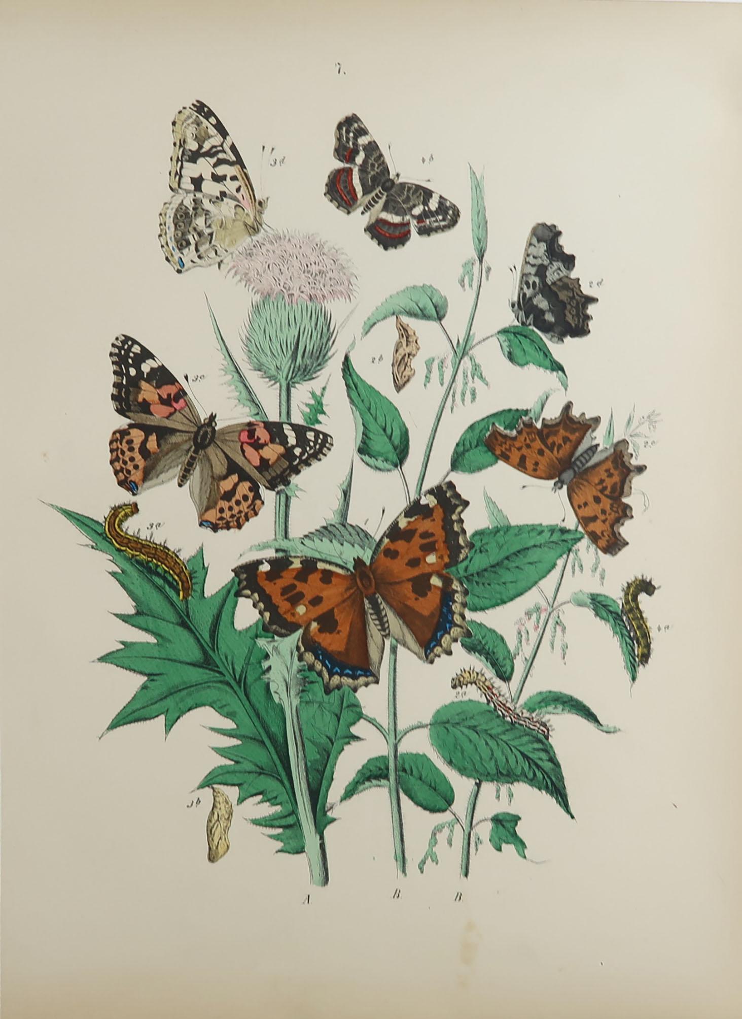 Paper Set of 15 Original Antique Prints of Butterflies, circa 1880